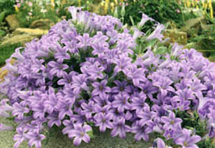 Campanula andrewsii ssp andrewsii